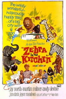Zebra in the Kitchen Trailer