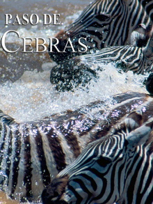 Zebras on the move Trailer