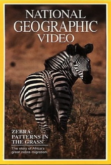 Zebras: Patterns in the Grass Trailer