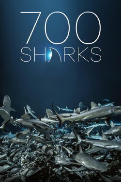 700 Haie in der Nacht (2018)
