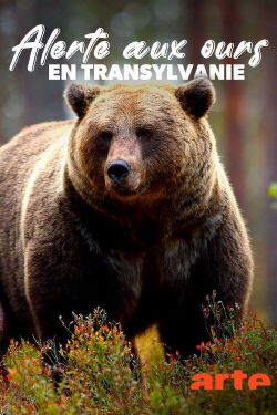 Alerte aux ours en Transylvanie (2023)
