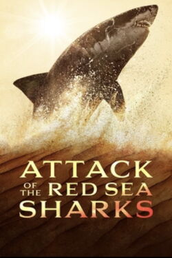 Attaque de requins en Mer Rouge (2024)