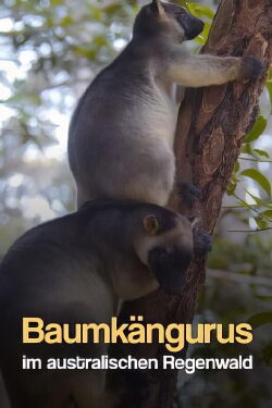 Baumkängurus im australischen Regenwald (2022)