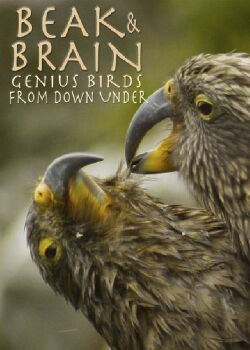 Beak & Brain (2013)