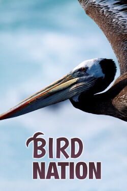 Bird Nation (2018)