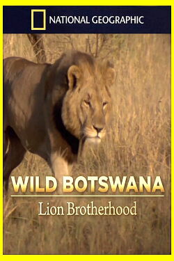 Botswana salvaje: leones al límite (2013)