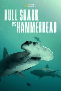 Bull Shark vs. Hammerhead (2023)