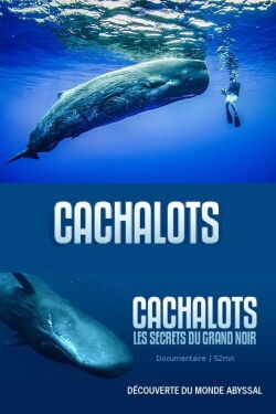 Cachalots, les Secrets du Grand Noir (2005)