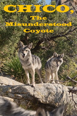 Chico, the Misunderstood Coyote (1961)