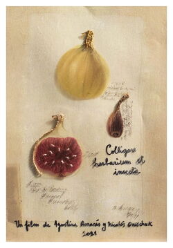 Colligare herbarium et insecta (2021)