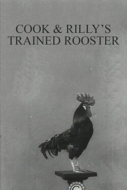 Cook & Rilly's Trained Rooster (1910)