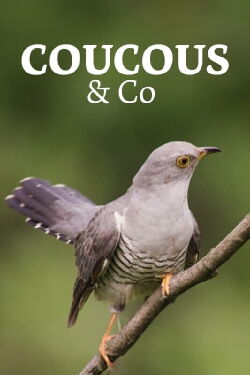 Coucous & Co, dans le nid d'un autre (2018)