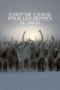 Coup de chaud pour les rennes de Sibérie (2020)