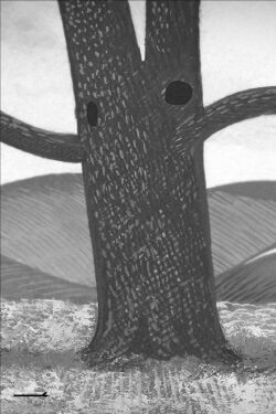 Crow’s Nest (2013)
