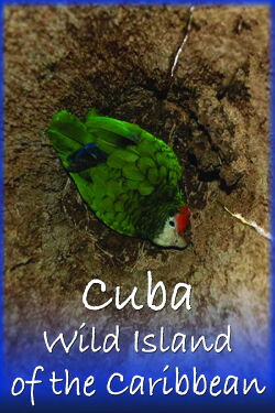 Cuba: Isla Salvaje del Caribe (2018)