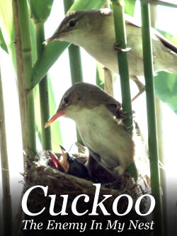 Cuckoo: The Enemy In My Nest (2017)