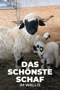 Das schönste Schaf im Wallis (2022)