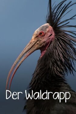 Der Waldrapp: Zugvogel im Aufwind (2023)