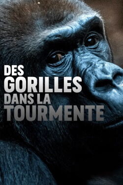 Des gorilles dans la tourmente (2020)