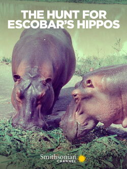 Die Hippos sind los - Pablo Escobars Erbe (2020)