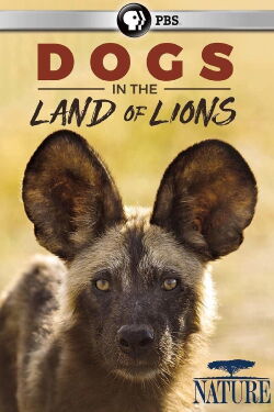Dogs in the Land of Lions (2018)