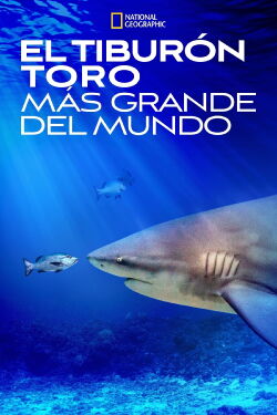 El tiburón toro mas grande del mundo (2021)