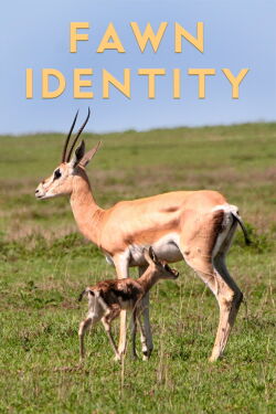 Fawn Identity (2022)