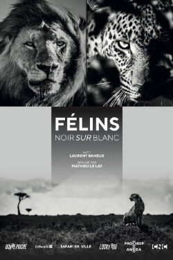 Félins, noir sur blanc (2021)