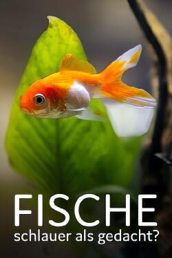 Fische, schlauer als gedacht? (2022)