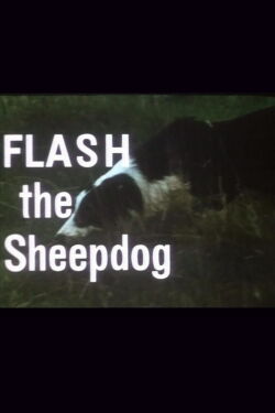 Flash the Sheepdog (1966)