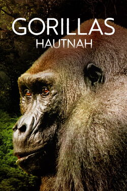 Gorillas hautnah (2022)