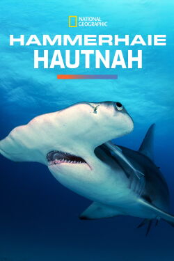 Hammerhaie Hautnah (2016)