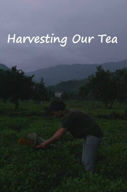 Harvesting Our Tea (2022)