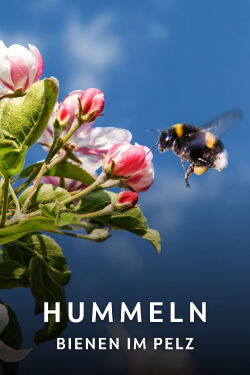 Hummeln - Bienen im Pelz (2013)