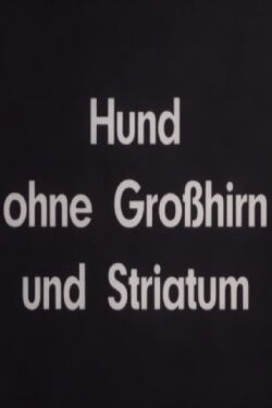Hund ohne Großhirn und Striatum (1936)