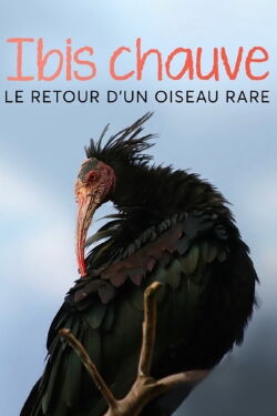 Ibis chauve - Le retour d’un oiseau rare (2023)