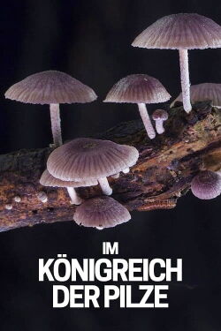 Im Königreich der Pilze (2018)