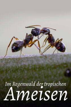 Im Regenwald der tropischen Ameisen (2023)