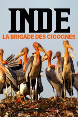 Inde, la brigade des cigognes (2022)