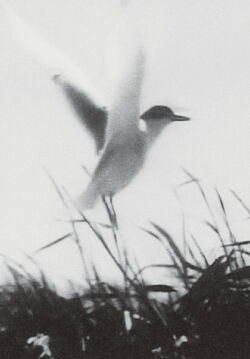 Inhabitants (1970)