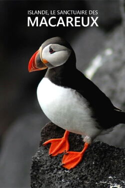 Islande, Le sanctuaire des macareux (2022)