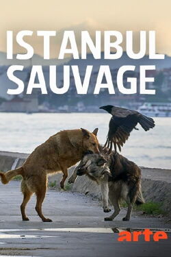 Istanbul sauvage (2021)