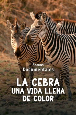 La cebra, una vida llena de color (2022)