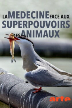 La médecine face aux superpouvoirs des animaux (2018)