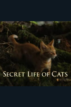La vida secreta de los gatos (2014)