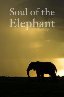 L'Âme de l'éléphant (2015)