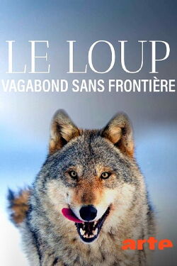 Le Loup, un vagabond sans frontière (2022)