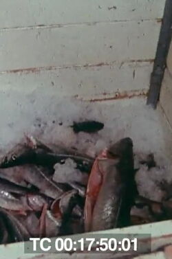 Le poisson commande... (1976)