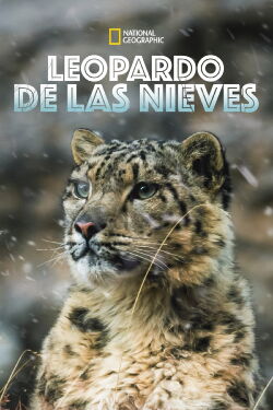 Leopardo de las Nieves (2020)