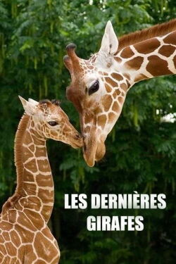 Les Dernières Girafes (2018)